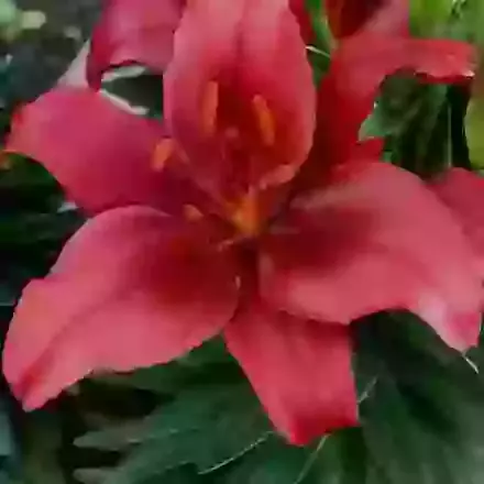 Asiatic Lilies for Pots